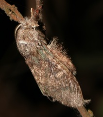 Syntypistis umbrosa