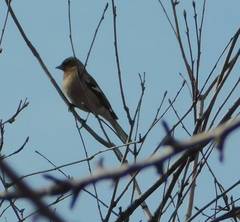 Fringilla coelebs