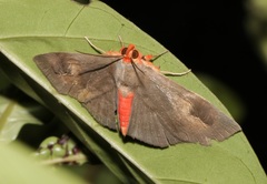 Calesia dasypterus