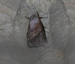 Pterogonia cardinalis