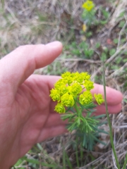Euphorbia cyparissias