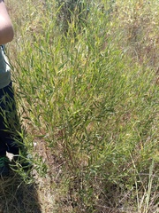 Baccharis articulata