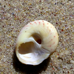 Gibbula magus