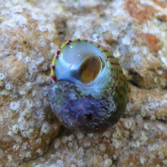 Steromphala divaricata