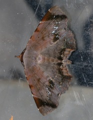 Mecodina albodentata