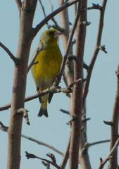 Chloris chloris