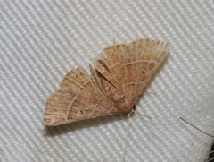 Corgatha dictaria
