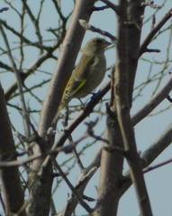Chloris chloris