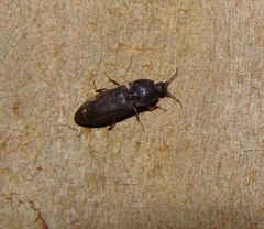 Agrypnus variabilis