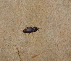 Agrypnus variabilis
