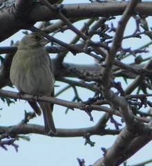 Chloris chloris
