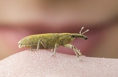 Lixus linearis
