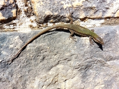 Podarcis muralis