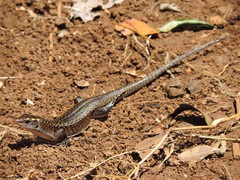 Zonosaurus madagascariensis
