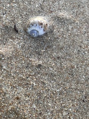 Naticarius alapapilionis