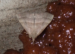 Hypena atomaria
