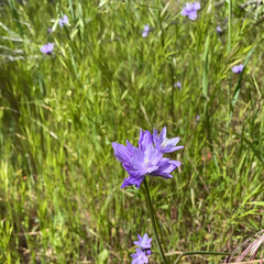 Dichelostemma congestum