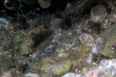 Coryphopterus dicrus