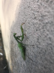 Mantis religiosa
