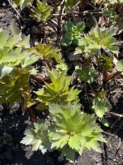 Levisticum