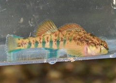 Cherokee Darter photo 1