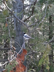 Poecile atricapillus