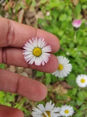 Bellis sylvestris