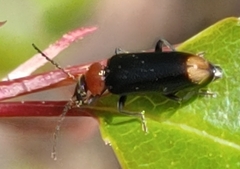 Pedilus terminalis