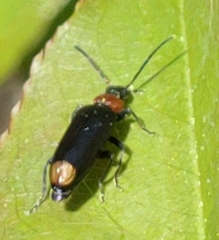 Pedilus terminalis