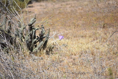 Calochortus splendens