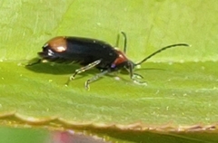 Pedilus terminalis