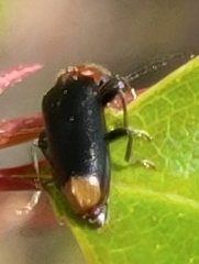 Pedilus terminalis