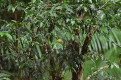 Campomanesia phaea