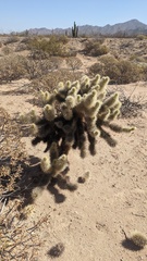 Cylindropuntia bigelovii