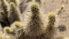 Cylindropuntia bigelovii