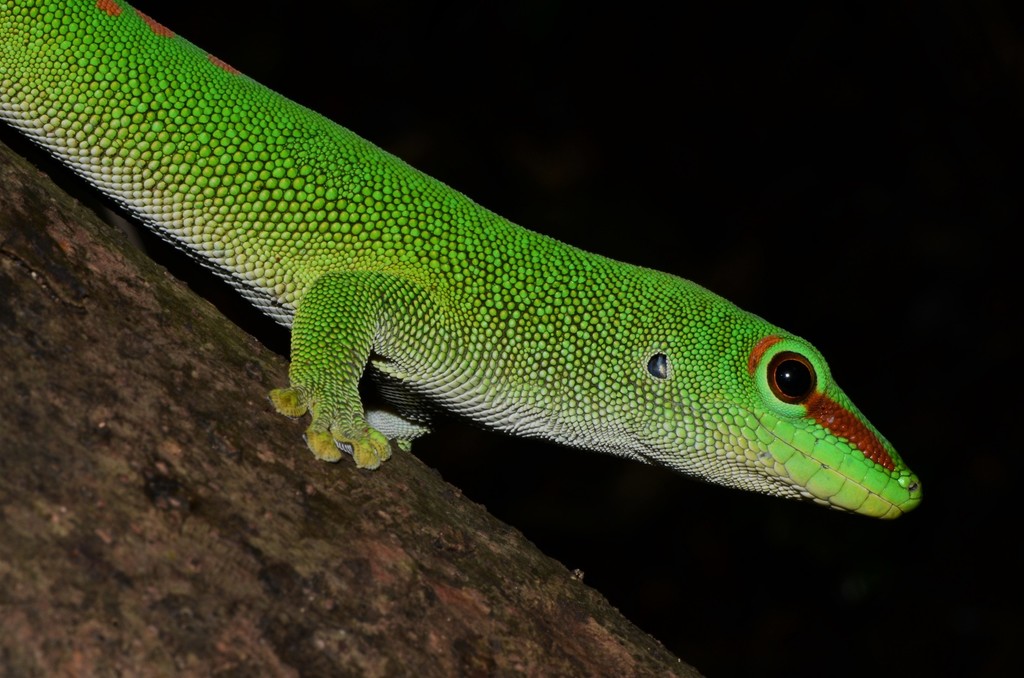 Gecko géant de Madagascar (Phelsuma grandis)