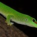 Madagascar Giant Day Gecko - Photo no rights reserved, uploaded by Marius Burger