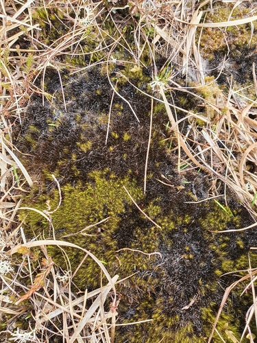 Image of Campylopus atrovirens by no rights reserved