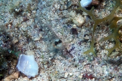 Coryphopterus dicrus