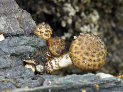 Cystoagaricus subamarus