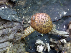 Cystoagaricus subamarus
