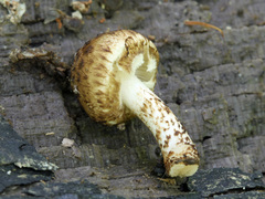Cystoagaricus subamarus