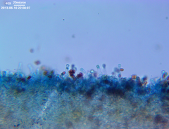Cystoagaricus subamarus