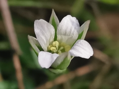 Moenchia erecta octandra