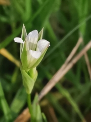 Moenchia erecta octandra