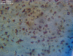 Cystoagaricus subamarus