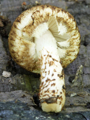 Cystoagaricus subamarus
