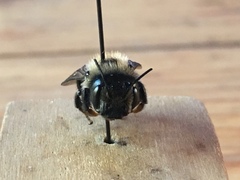 Osmia bucephala