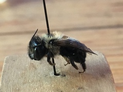 Osmia bucephala