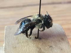 Osmia bucephala